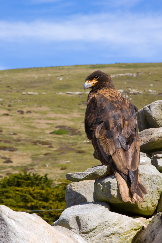 Striated Caracara